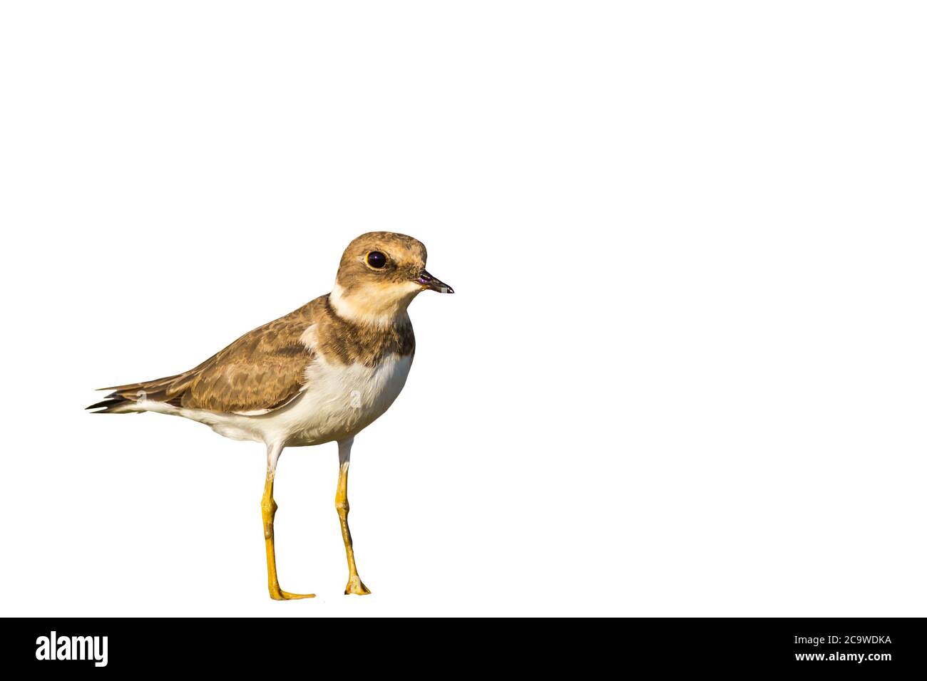 Isolierter niedlicher Vogel. Weißer Hintergrund. Vogel: Kentish-Liebhaber. Stockfoto