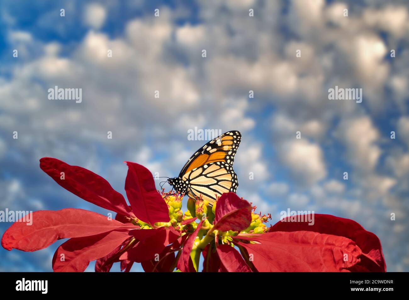 Monarch Schmetterlinge auf pointsettia Blumen. Sun Yat Sen Park, Maui, Hawaii Stockfoto