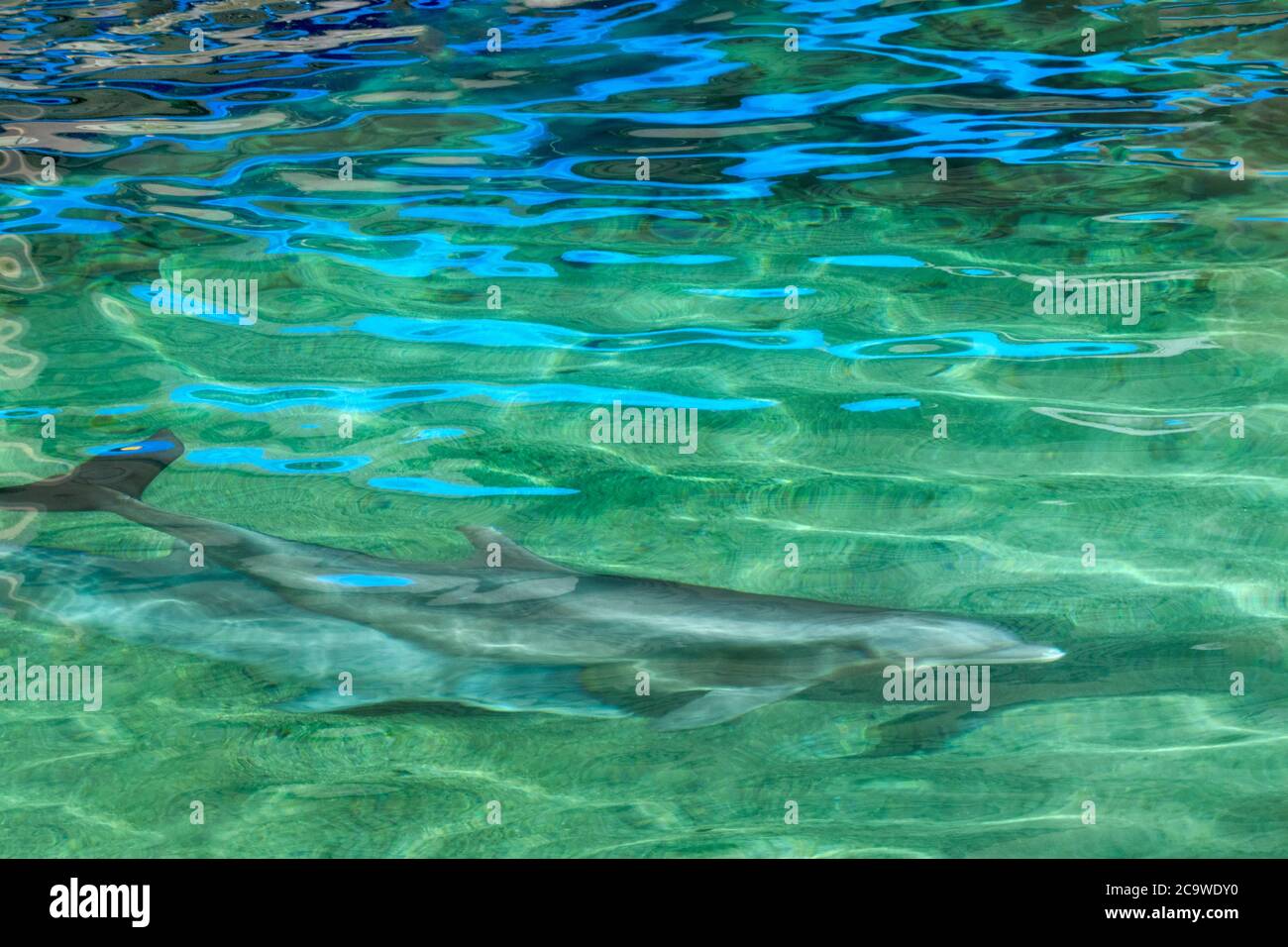Delfin im Blauen Spiegelteich. Hawaii Stockfoto