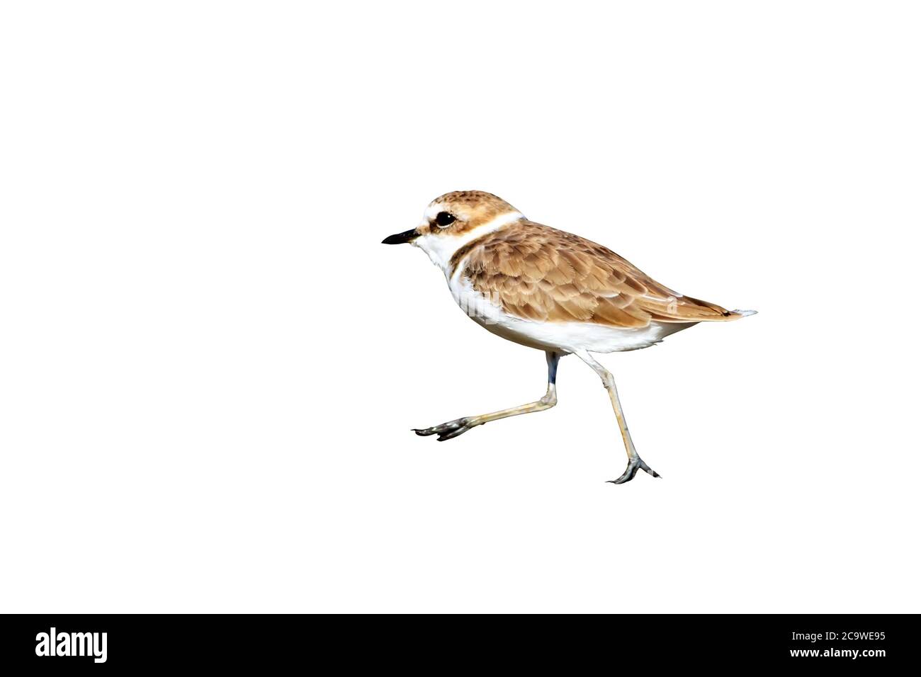 Isolierter niedlicher Vogel. Weißer Hintergrund. Vogel: Kentish-Liebhaber. Stockfoto