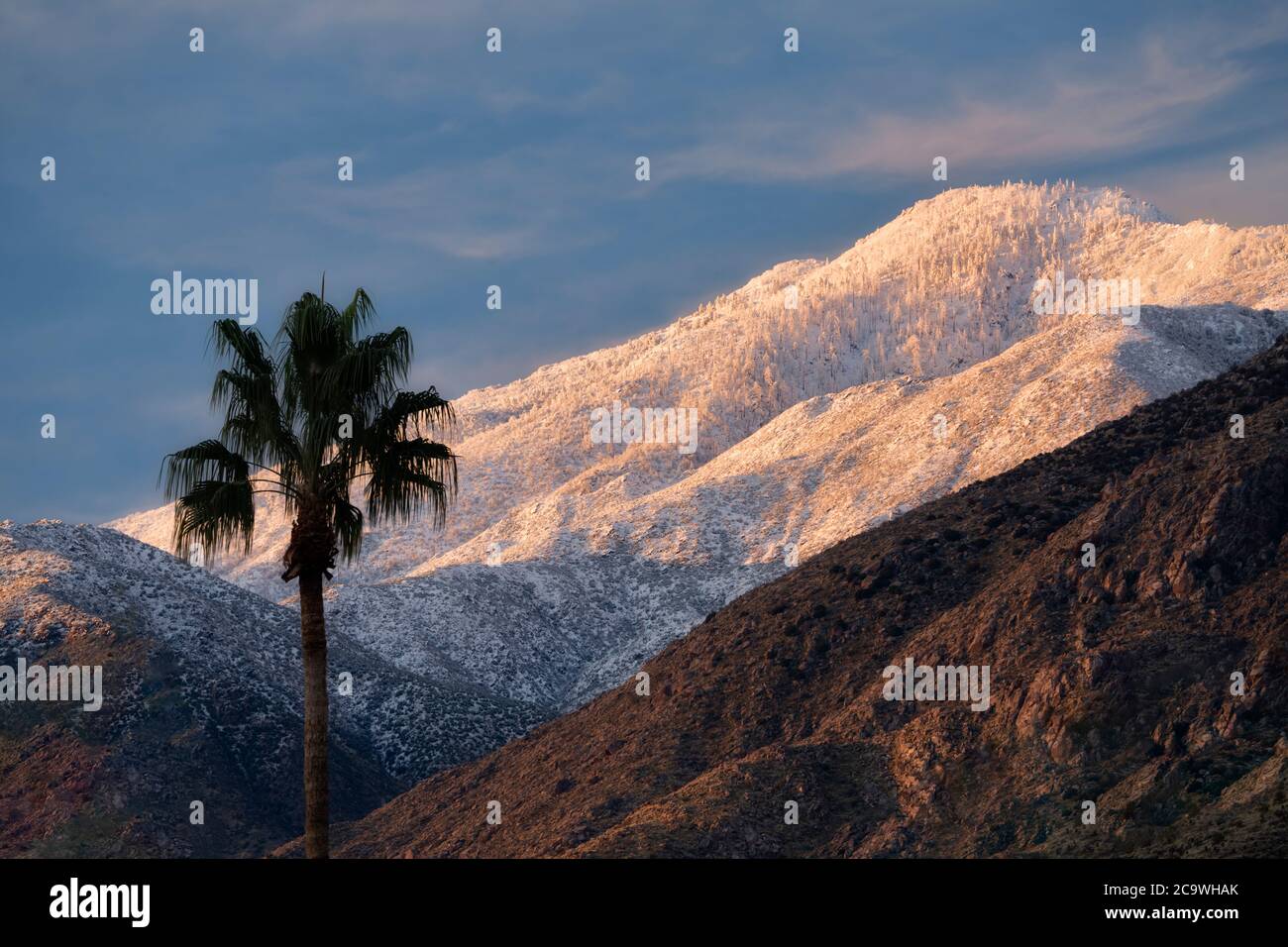 Einone Palme, mit Winterschnee. Palm Springs, Kalifornien Stockfoto