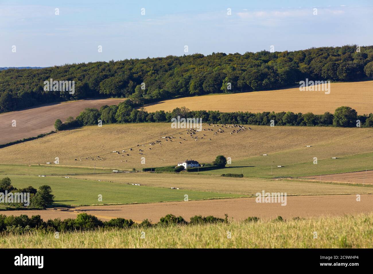 Typischer Bauernhof in der englischen Landschaft. Das Meon Valley in Hampshire an einem klaren Sommertag. Blauer Himmel mit wenig Wolke, um die Aussicht zu verderben. Stockfoto