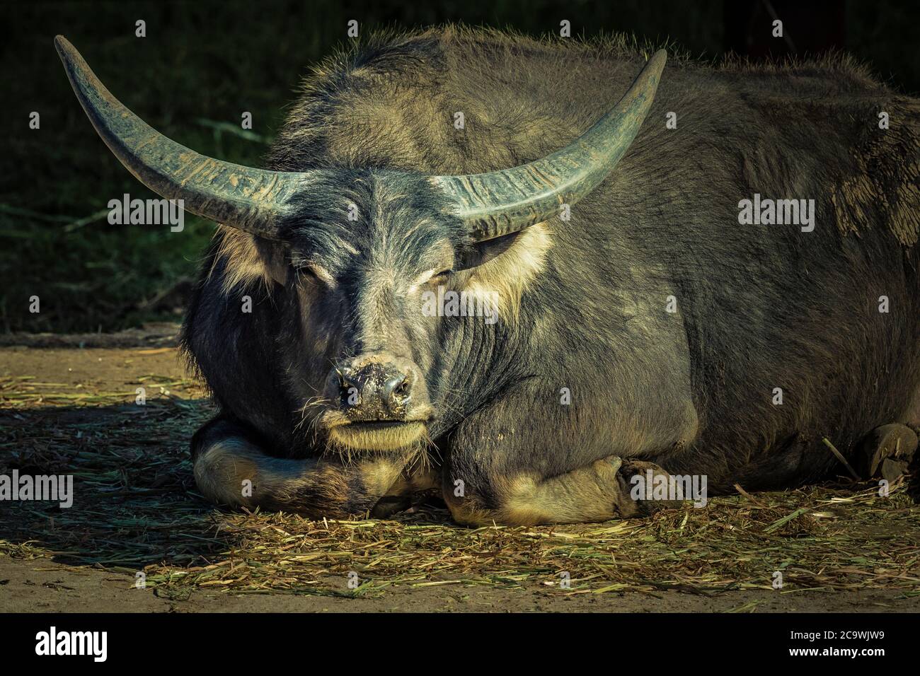 Ein schwarzer Wasserbüffel mit großen Hörnern, die auf dem Boden sitzen Stockfoto