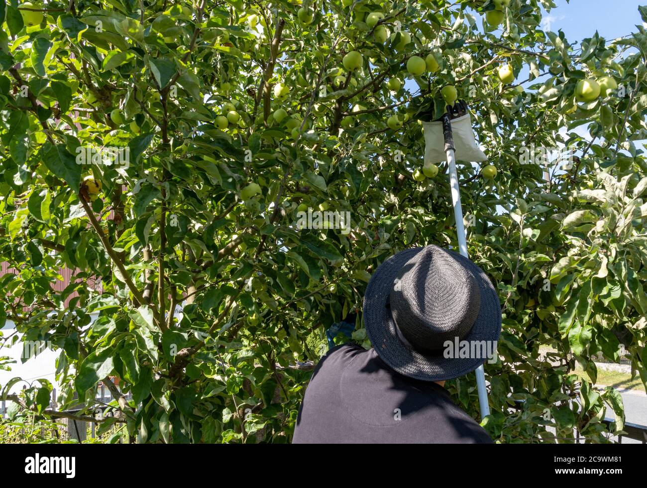 Gärtner pflückt frische Äpfel von einem Baum, im Juli Stockfoto