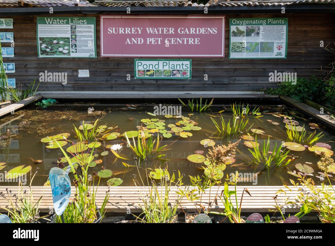 Seerosen und andere Teichpflanzen zum Verkauf in Surrey Water Gardens und Pet Center, Großbritannien Stockfoto