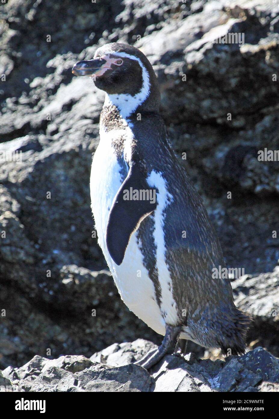 Chile Magellanic Pinguin Bevölkerung Stockfoto