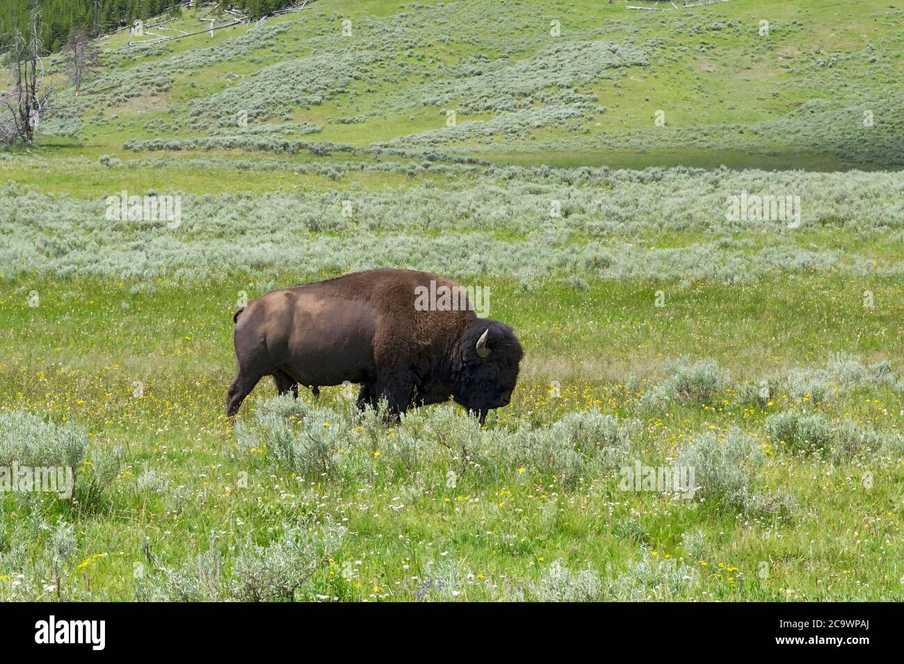 Amerikanischen Bisons im Yellowstone National Park. Stockfoto