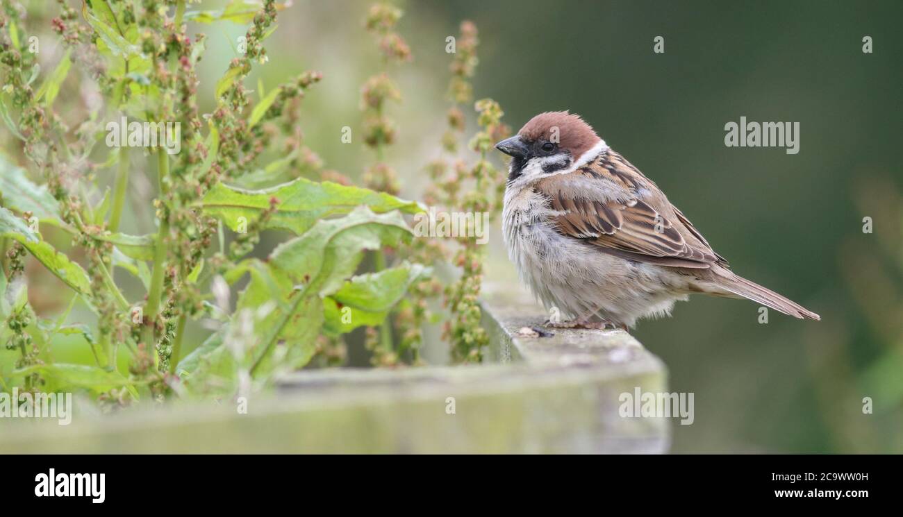 Baumsparrow auf einem Zaun bei Bempton Cliffs warten auf Schalten Sie die Zuführungen ein Stockfoto