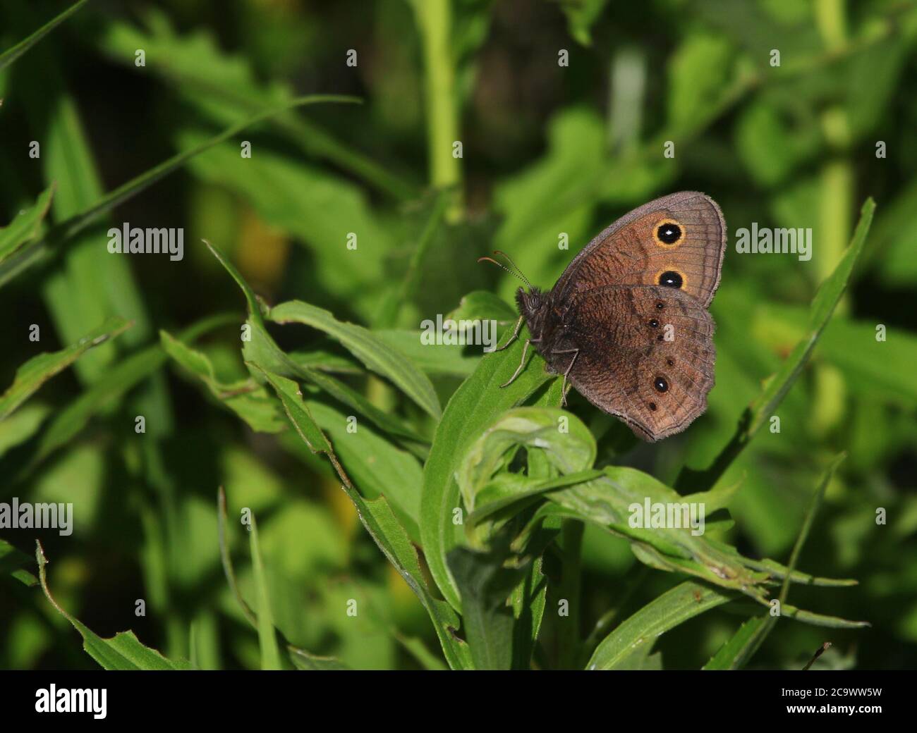 Ein gewöhnlicher Waldnymphe (Cercyonis pegala) Schmetterling, gedreht in Waterloo, Ontario, Kanada. Stockfoto