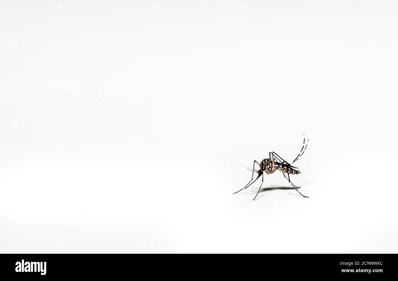 Aedes aegypti Moskito pernilongo mit weißen Flecken und weißem Hintergrund Stockfoto