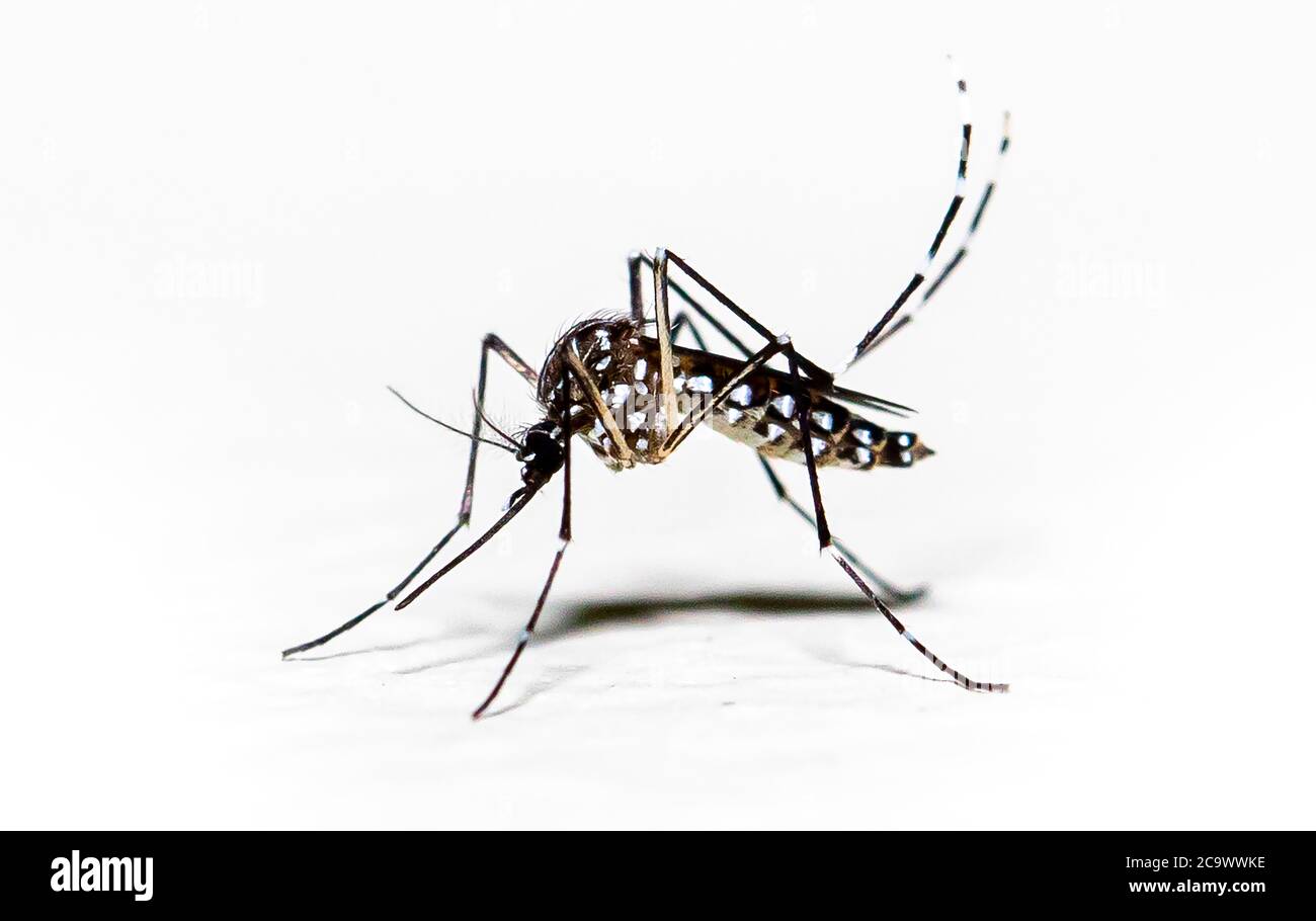Aedes aegypti Moskito pernilongo mit weißen Flecken und weißem Hintergrund Stockfoto