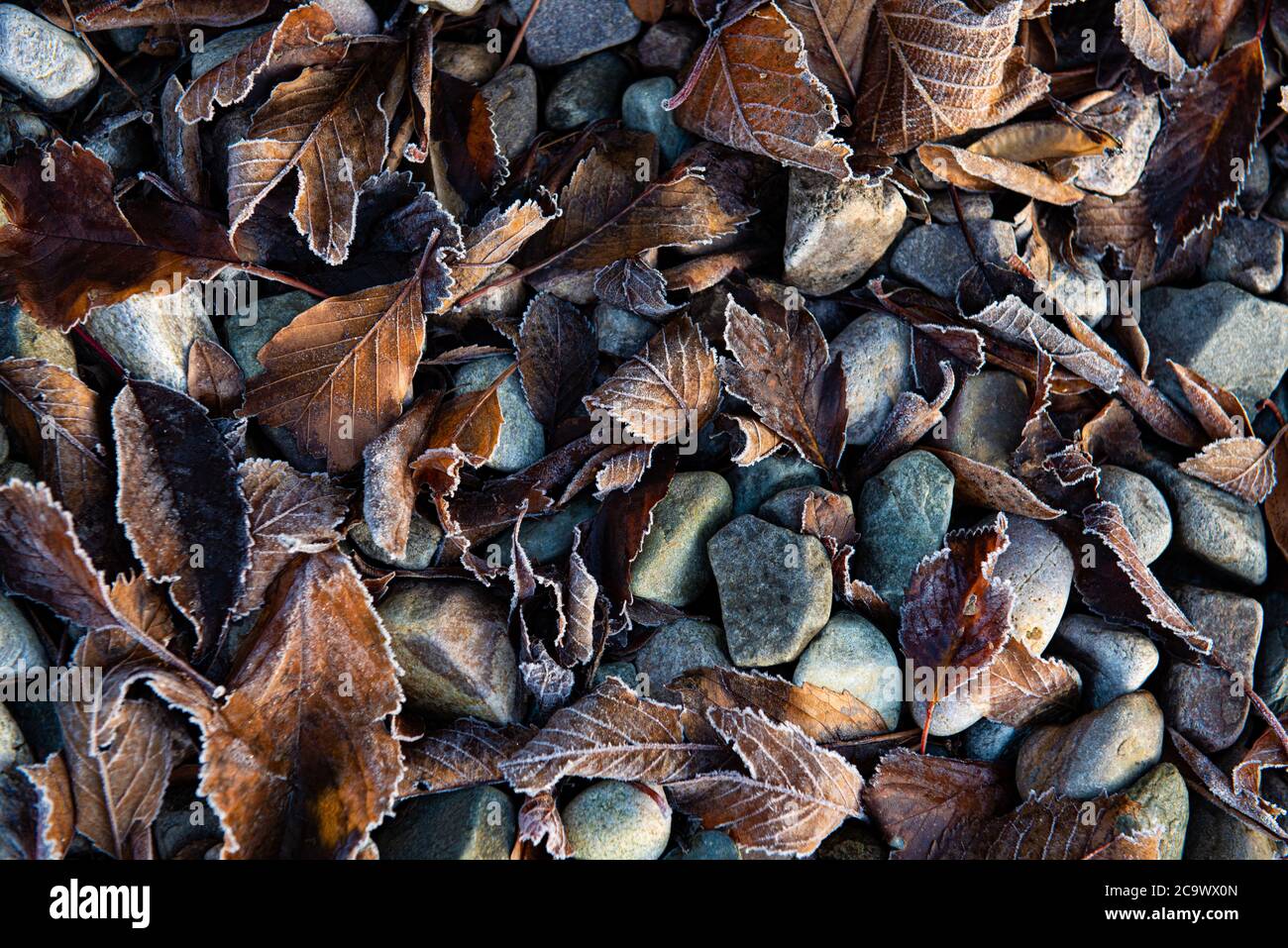 Winter Blätter mit Frost Landschaft Stockfoto