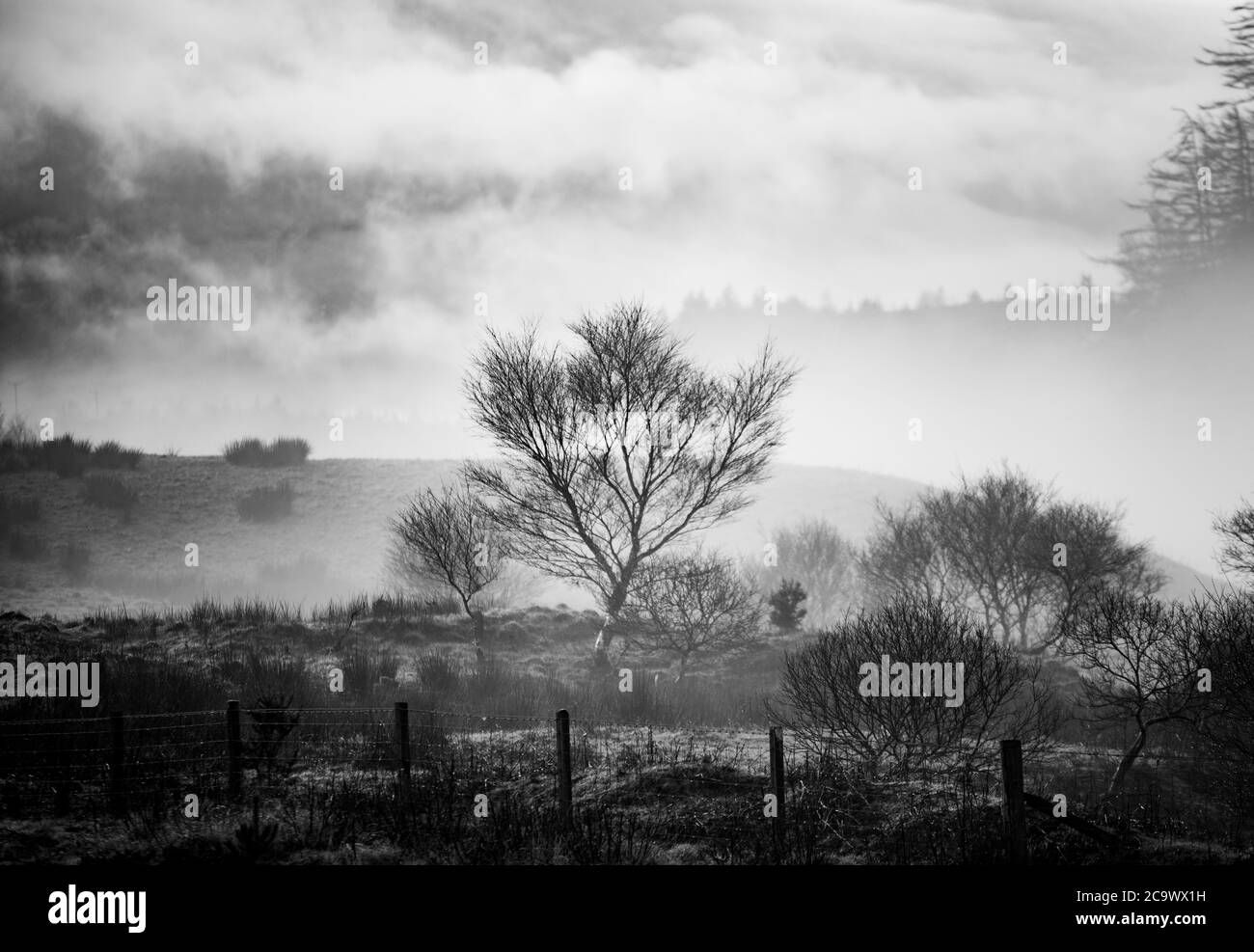 Winter Woodland Skyline in Schwarz und Weiß Stockfoto