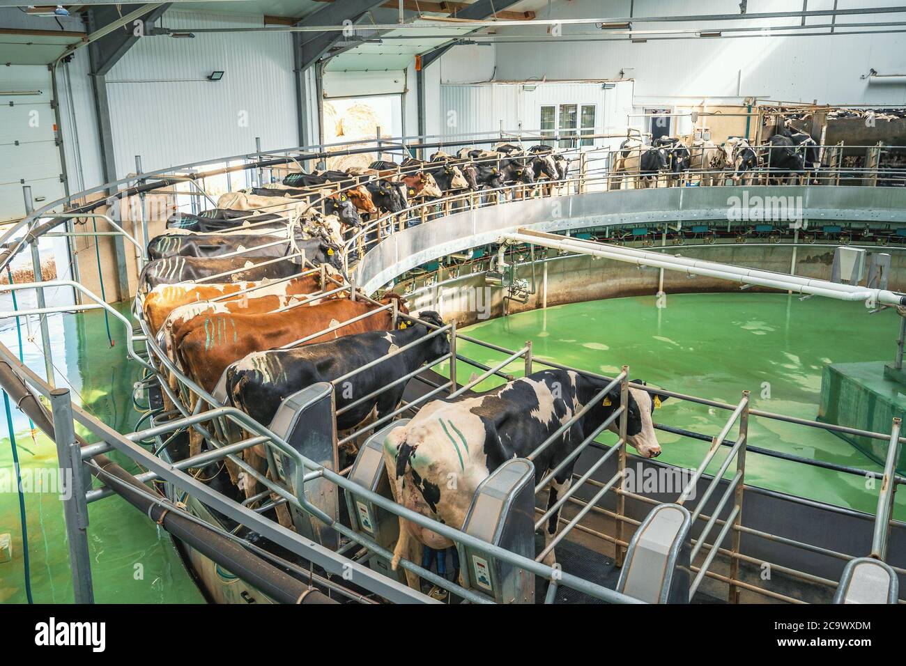 Massentierhaltung von den rinder -Fotos und -Bildmaterial in hoher ...