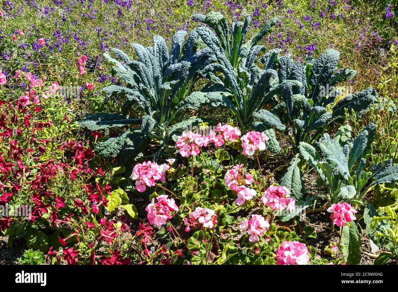 Zierkohl Brassica Palmifolia Sommergarten Border Brassica oleracea 'Nero di Toscana' Zierkohl gemischtes Nicotiana Pelargonium Blumenbett Stockfoto