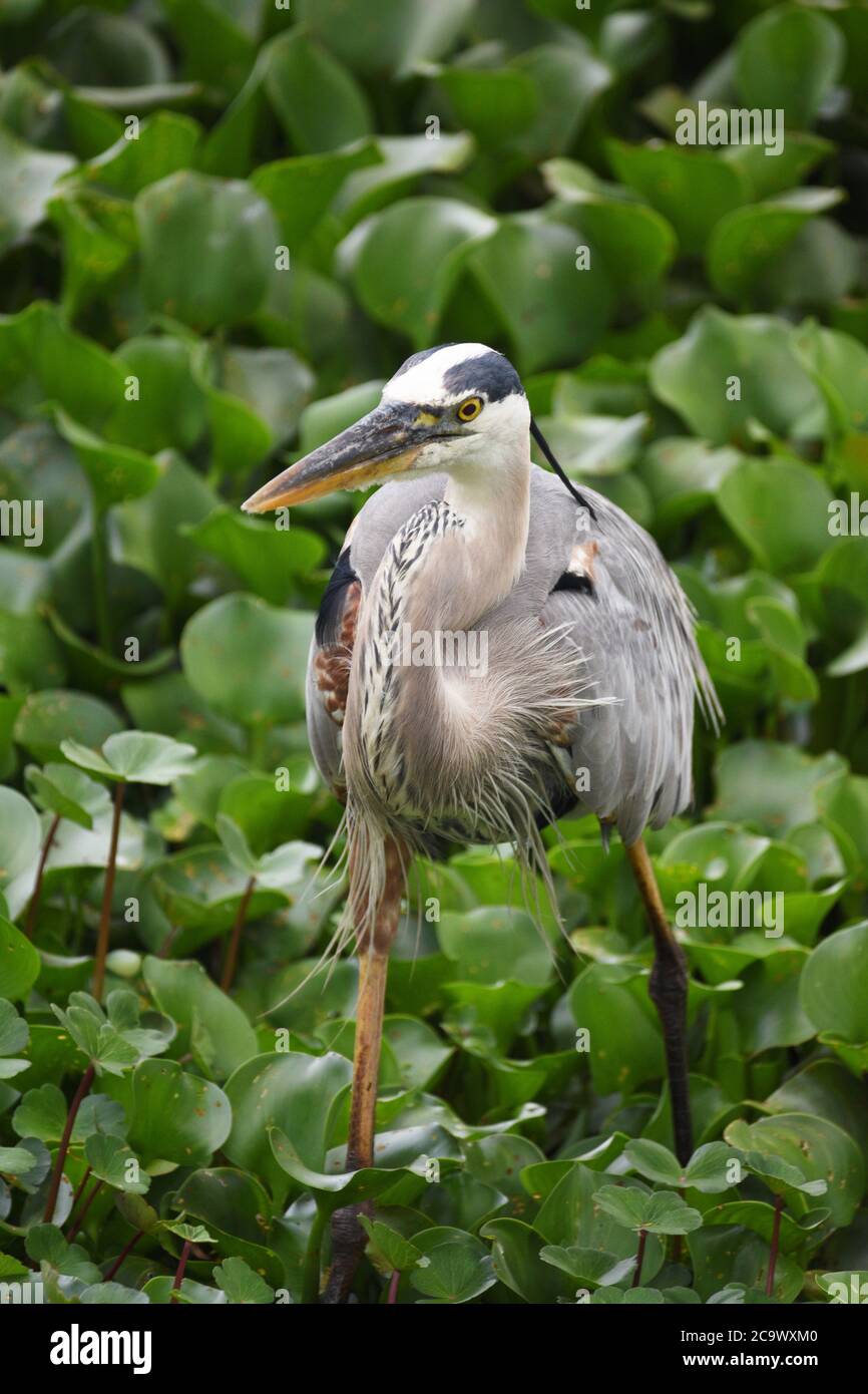 Great Blue Heron auf der Suche nach Nahrung in Florida Marsh Stockfoto