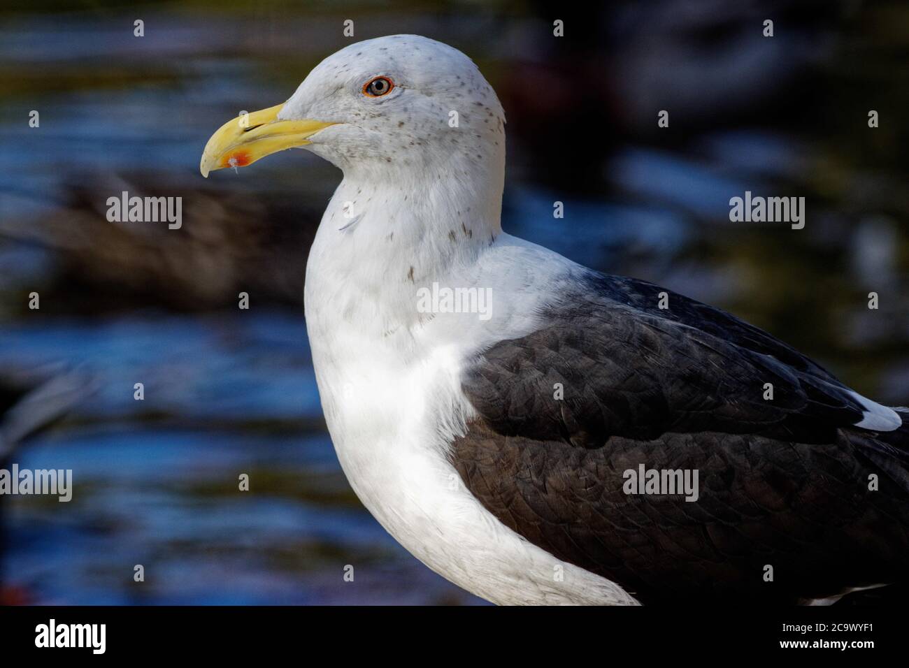Die südliche Schwarzrückenmöwe (oder ‘Schwarzrückenmöwe’) ist einer der am häufigsten vorkommenden und vertrauten Großvögel Neuseelands, Stockfoto