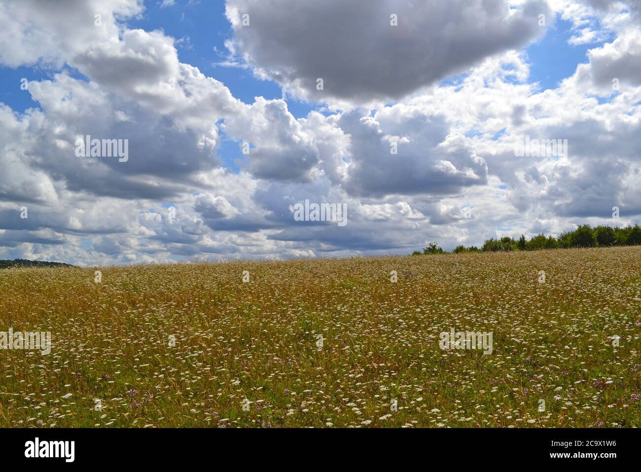 Wilde Karotte, Majoran, die im August in den umulusbewachsenen Wiesen im Lullingstone Country Park bei Sevenoaks und Eynsford, Kent, England, wächst Stockfoto