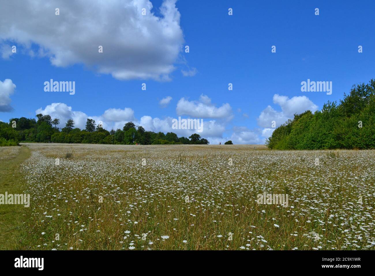 Wilde Karotte, Majoran, die im August in den umulusbewachsenen Wiesen im Lullingstone Country Park bei Sevenoaks und Eynsford, Kent, England, wächst Stockfoto