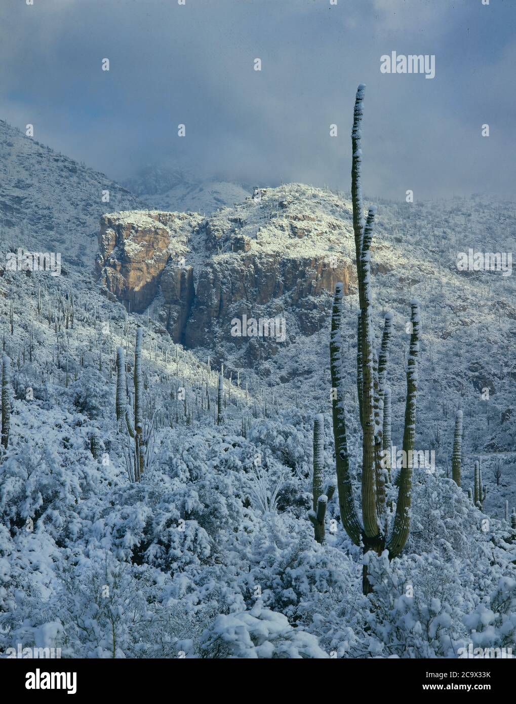 Santa Catalina Mountains Coronado NF AZ / JAN EIN seltener Wüstenschnee bedeckt die Sonoranische Wüstenlandschaft in den Ausläufern nördlich von Tucson. Stockfoto