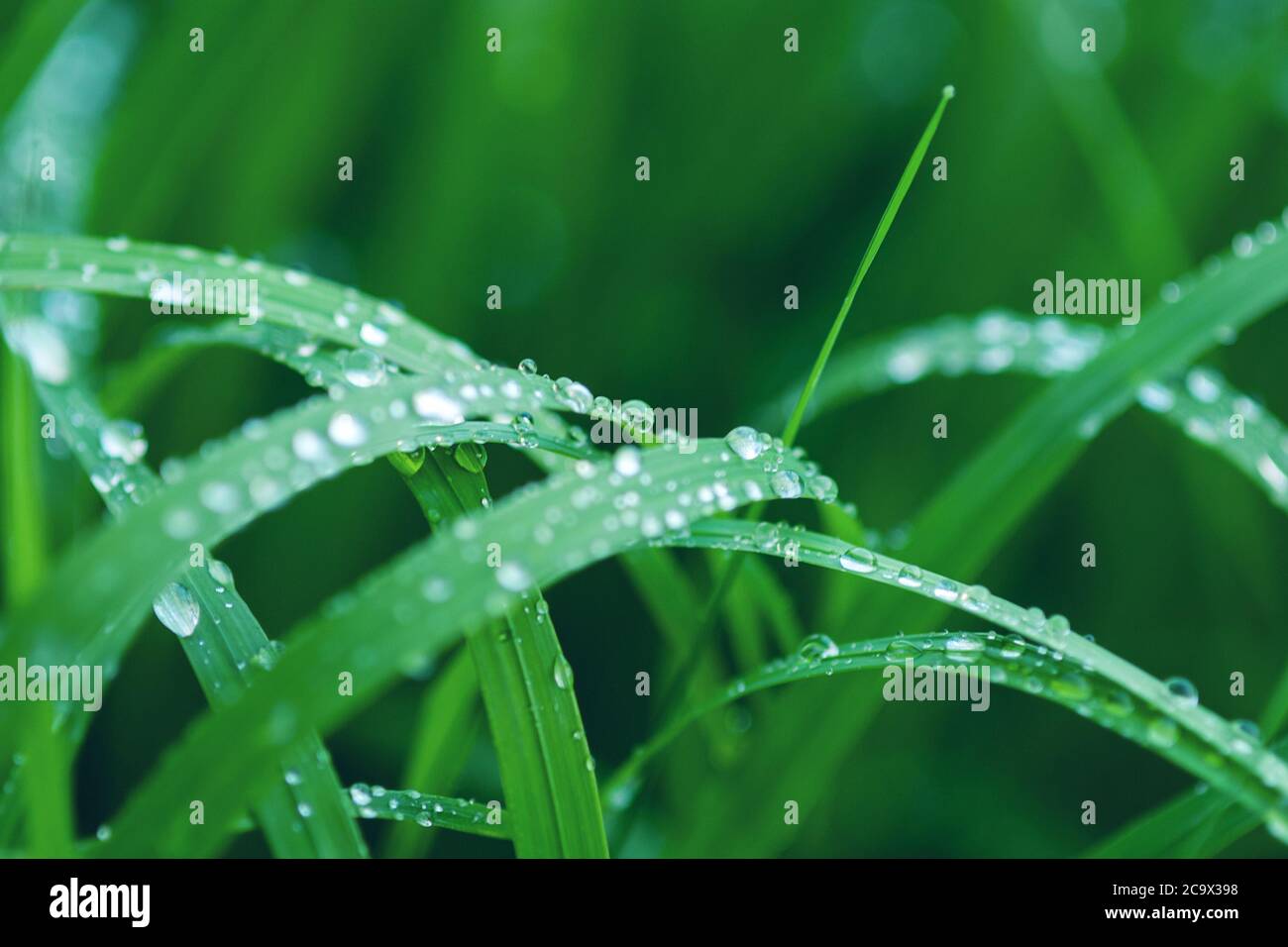 Grüne Grashalme mit Regenwasser sabbern Stockfoto
