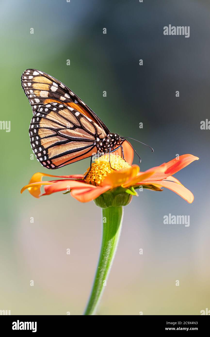 Monarch Schmetterling Zeichnung Nektar aus roten Blume mit gelben Zentrum in selektiver Fokus mit grünen Blättern in verschwommenem Hintergrund Stockfoto