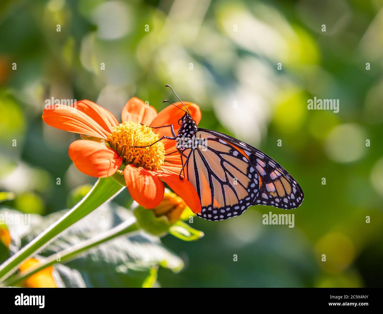 Monarch Schmetterling Zeichnung Nektar aus roten Blume mit gelben Zentrum in selektiver Fokus mit grünen Blättern in verschwommenem Hintergrund Stockfoto