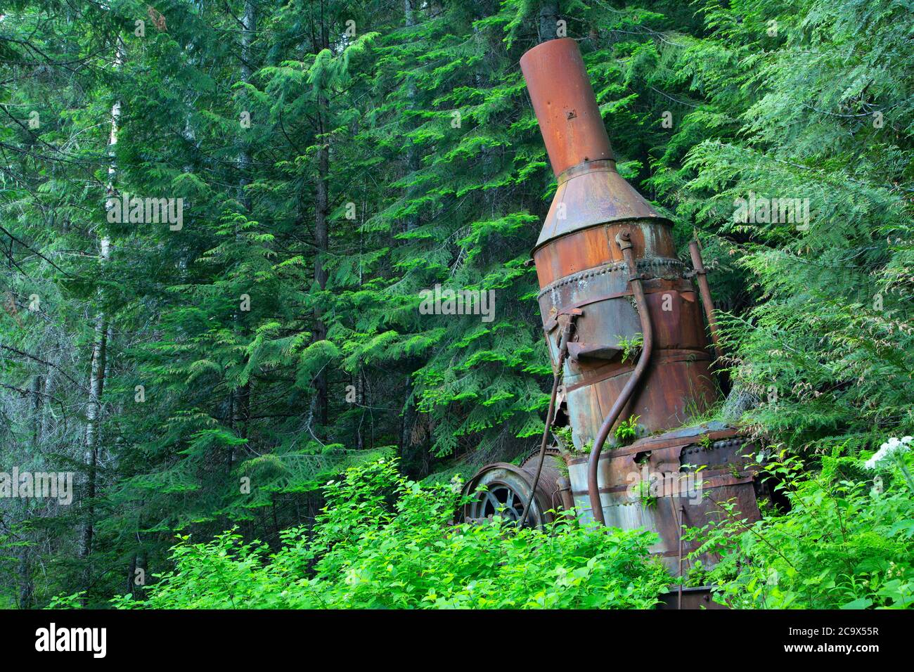 Dampfsauna auf dem Hobo Creek Historic Trail, St. Joe National Forest, Idaho Stockfoto