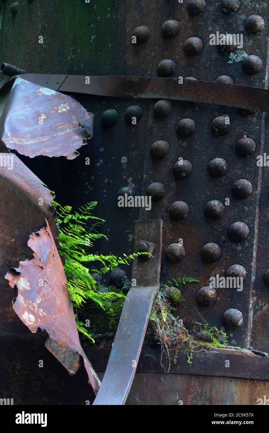 Farn auf Dampfesel entlang Hobo Creek Historic Trail, St. Joe National Forest, Idaho Stockfoto