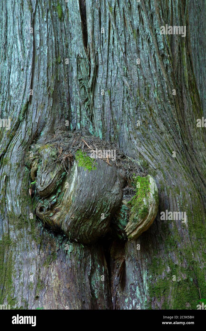 WESTERN Red Cedar entlang Hobo Cedar Grove Trail, St. Joe National Forest, Idaho Stockfoto