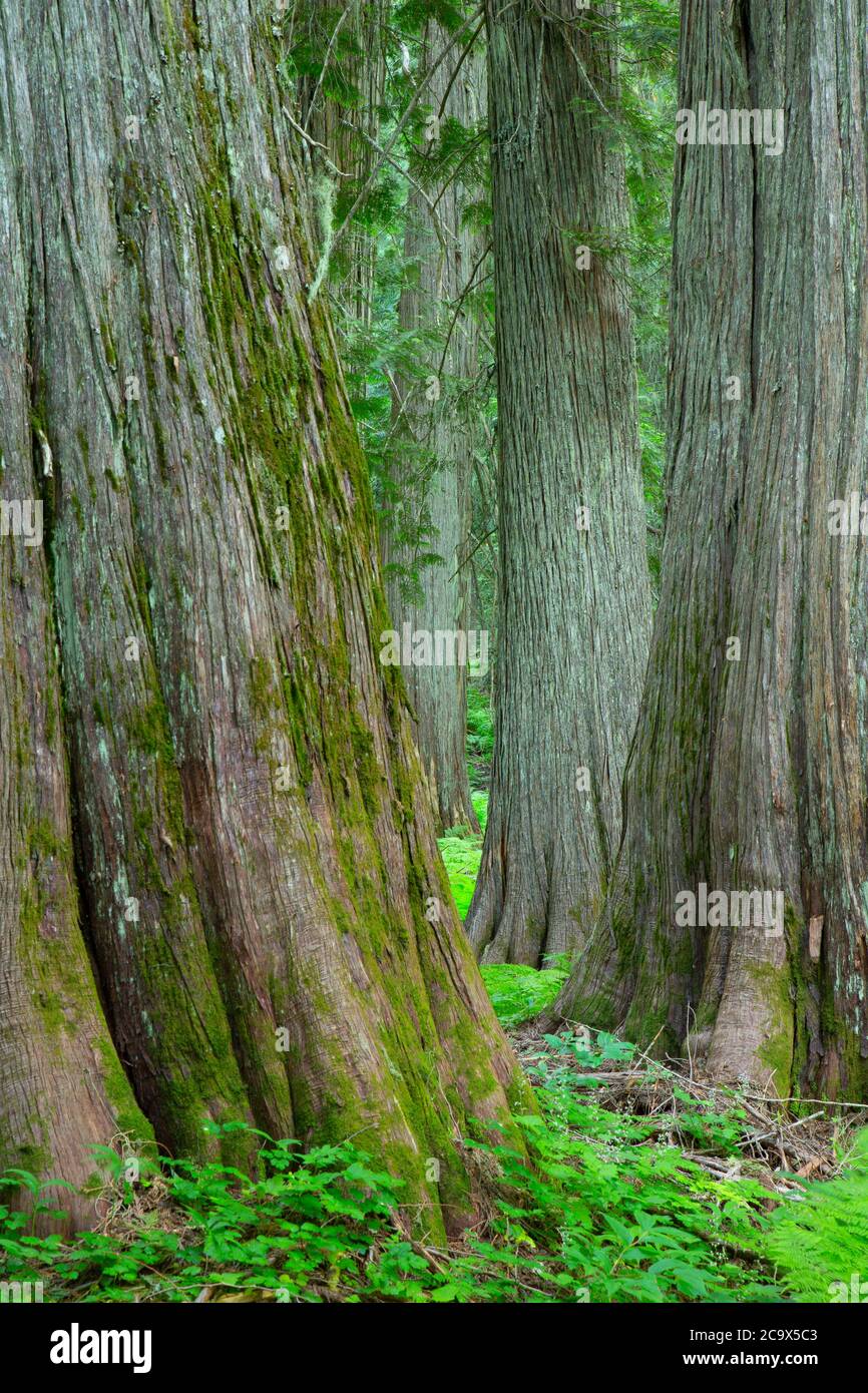 WESTERN Red Cedar entlang Hobo Cedar Grove Trail, St. Joe National Forest, Idaho Stockfoto