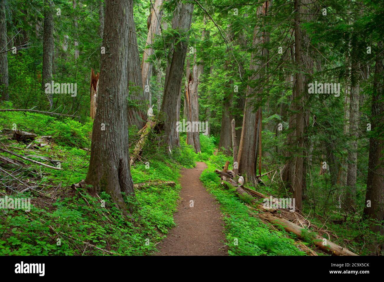 Hobo Cedar Grove Trail, St. Joe National Forest, Idaho Stockfoto