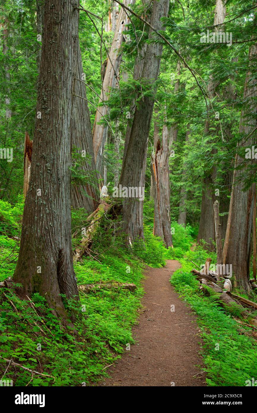 Hobo Cedar Grove Trail, St. Joe National Forest, Idaho Stockfoto