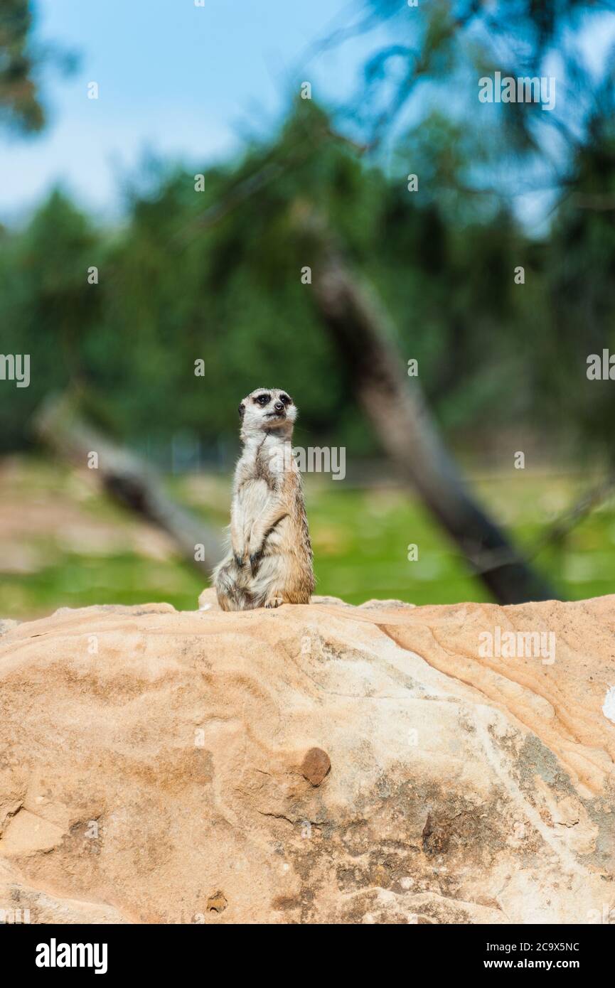 Einsam Erdmännchen Wachposten steht im Dienst still und beobachtet seine Umgebung auf der Suche nach Gefahrenschildern im Dubbo Western Plains Zoo in New South Wales. Stockfoto