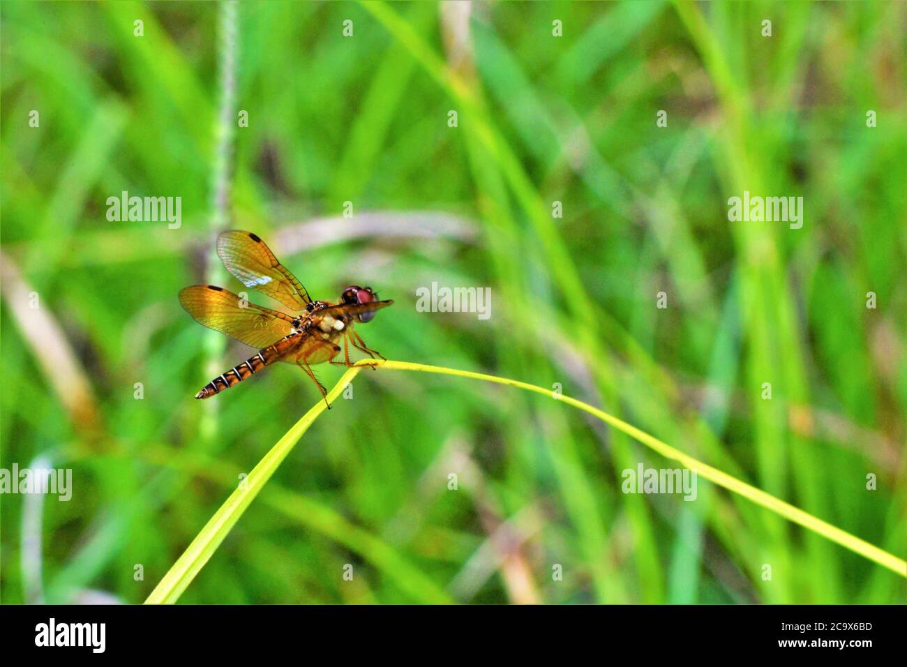 Männliche Ostamberflügel-Libelle. Stockfoto