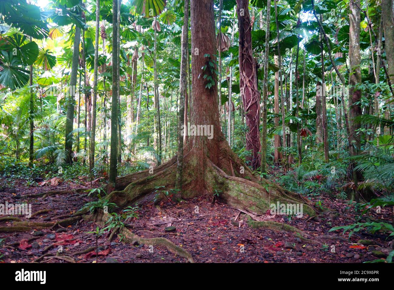 Regenwaldboden, Cooper Creek Wildnis, Daintree National Park, Queensland, Australien Stockfoto