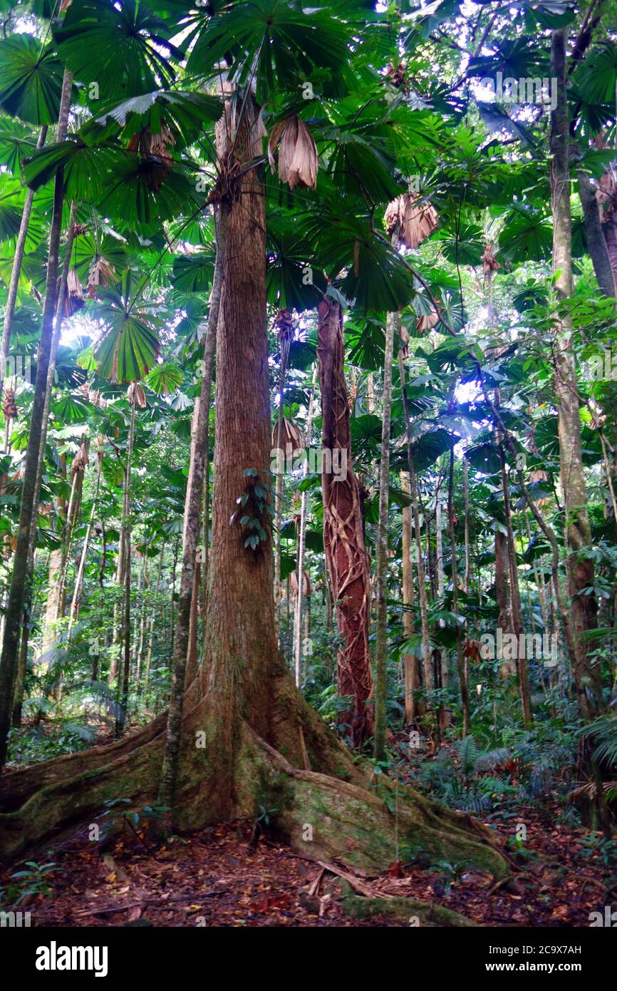 Regenwald mit Fächerpalmen und Feigenbäumen, Cooper Creek Wildnis, Daintree National Park, Queensland, Australien Stockfoto
