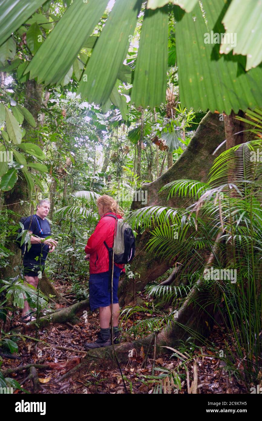 Menschen im Regenwald, in der Wildnis von Cooper Creek, im Daintree National Park, Queensland, Australien Stockfoto
