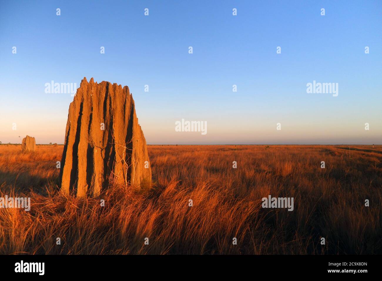 Termitenhügel im Morgengrauen, Nifold Plains, Lakefield National Park, Queensland, Australien Stockfoto