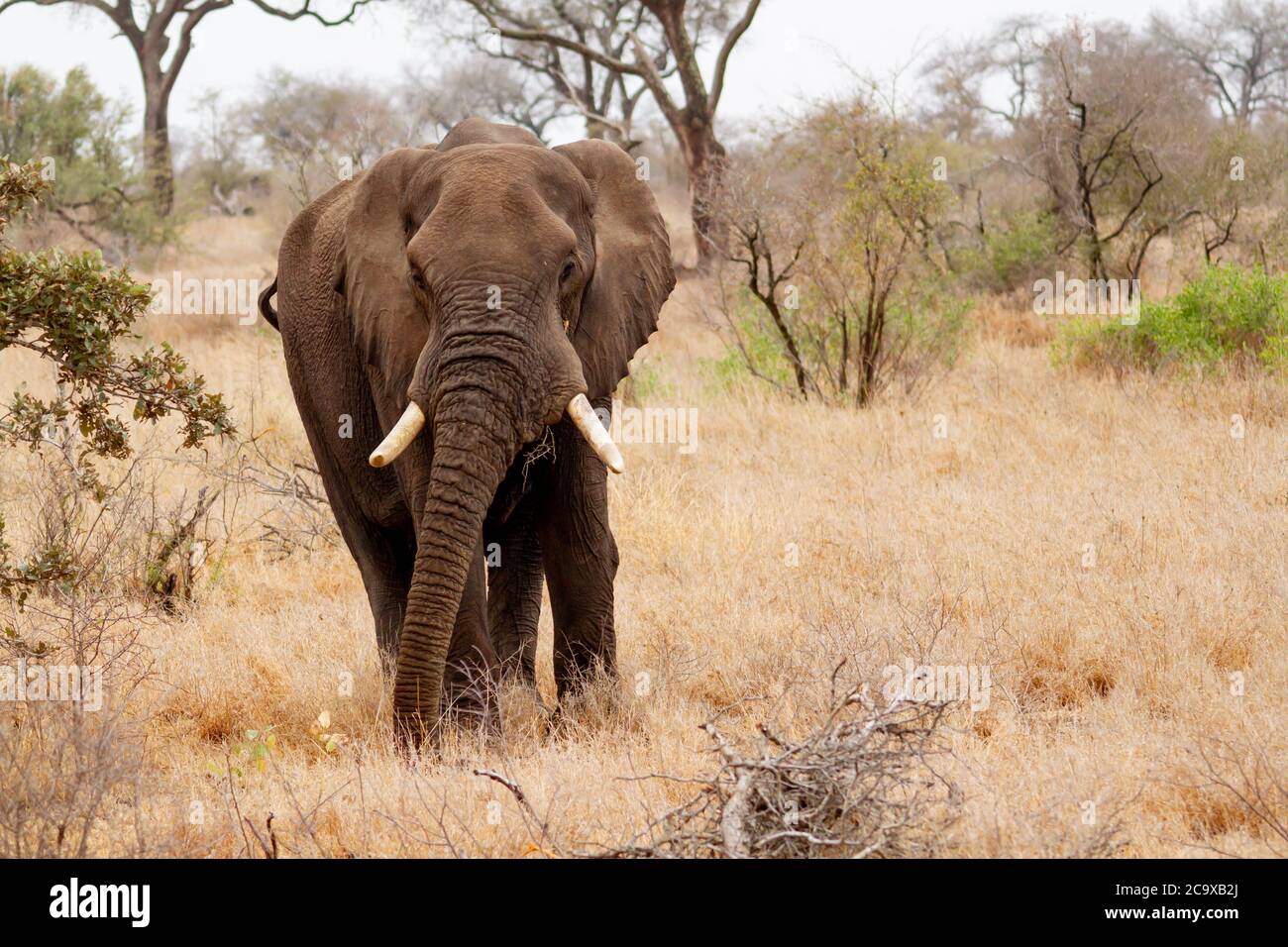 Erwachsener Elefantenmännchen, der auf der Savanne im Krüger Nationalpark in Südafrika vor der Tür steht. Stockfoto