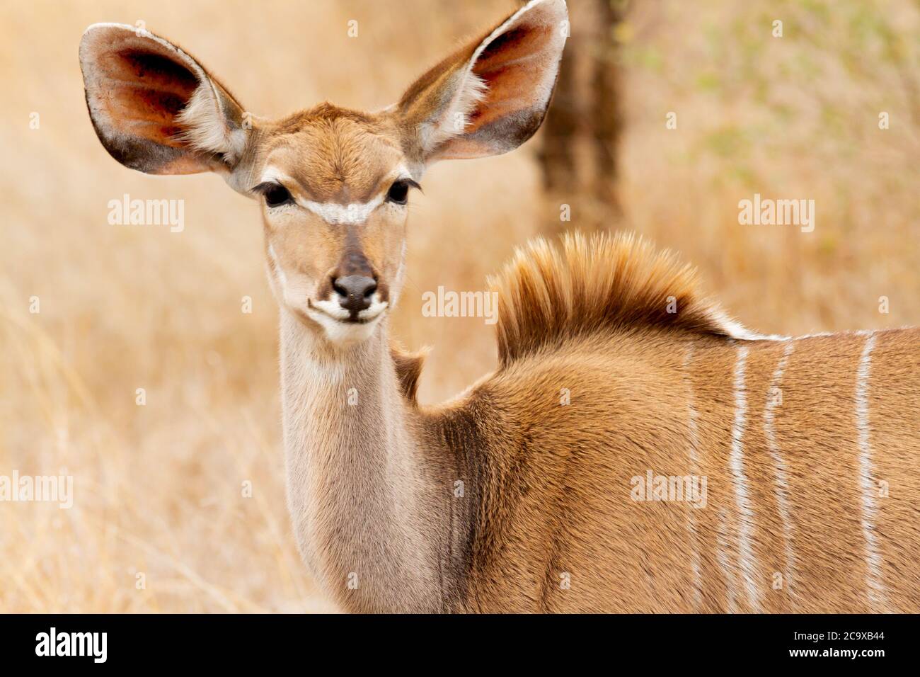 Weibliche Antilope zwischen Büschen und hohen Gräsern, die Kräuter im Krüger Nationalpark in Südafrika fressen. Stockfoto
