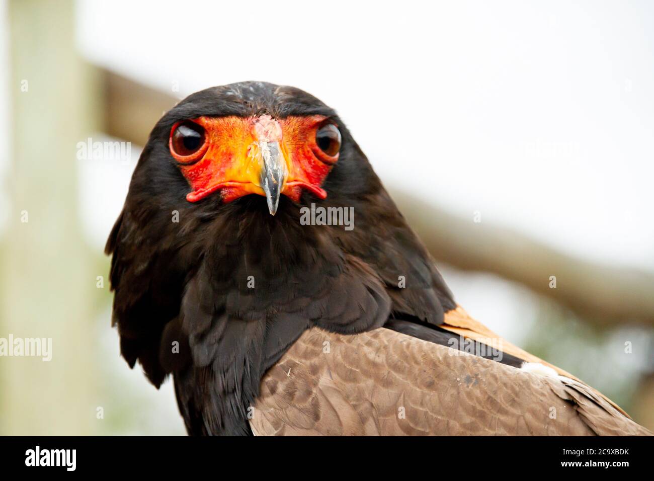 Kopf des Bateleur Adlers in Reserve in Südafrika Stockfoto