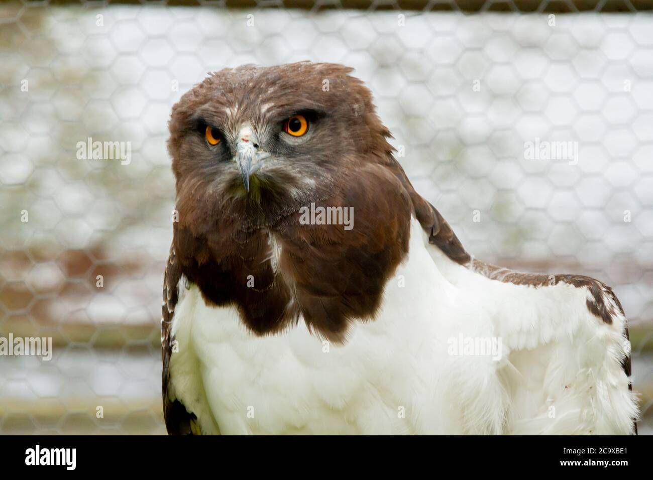 Porträt eines Martial Adlers, eines großen afrikanischen Raubvogels Stockfoto