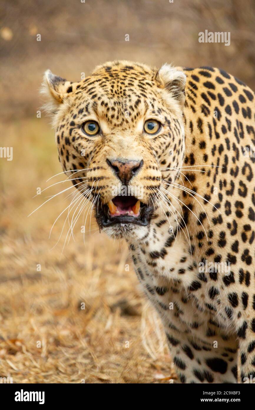 Afrikanischer Leopard in der afrikanischen Savanne, der zwischen den Gräsern im Krüger Nationalpark läuft. Stockfoto