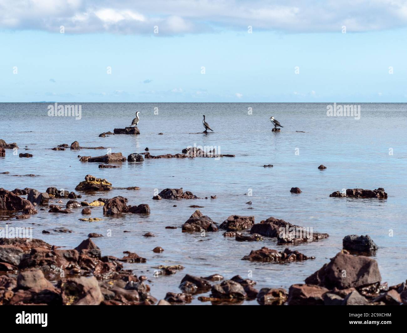 Three Cormorants blicken über Port Phillip Bay Stockfoto