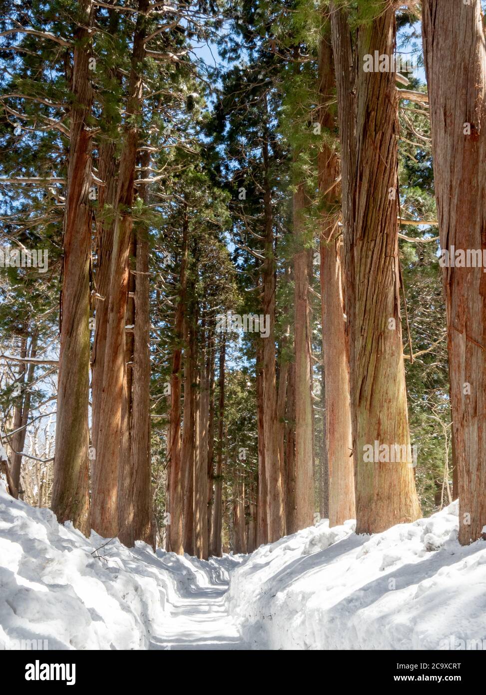 Japanische Zedernbäume, angeblich über 400 Jahre alt, säumen den Pfad zum Upper Togakushi Shrine. Präfektur Nagano, Japan Stockfoto