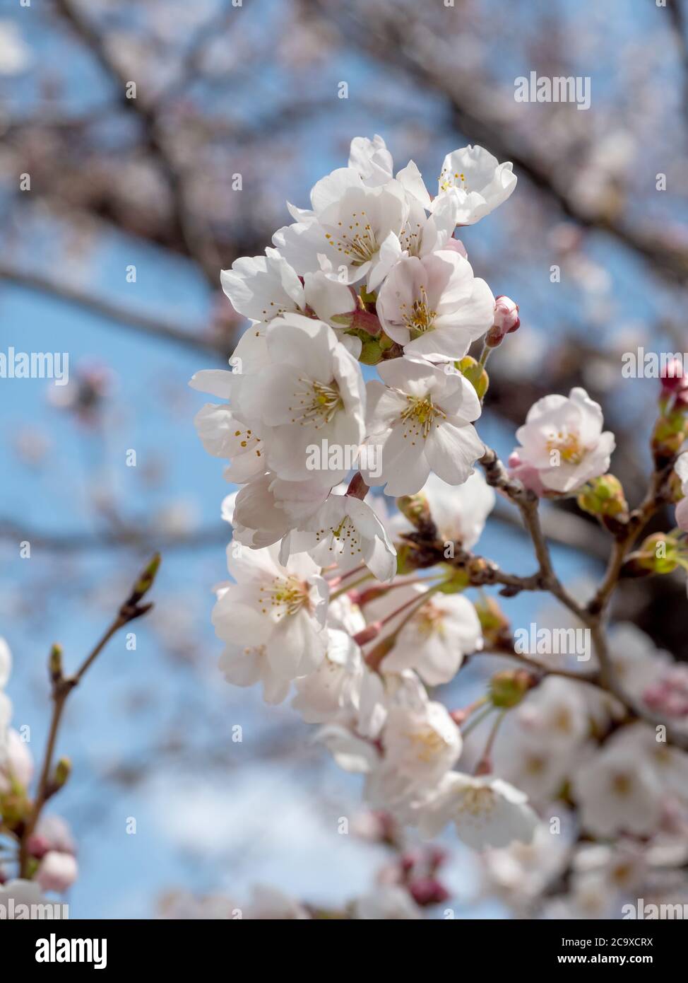 Frühling Kirschblüte in Japan Stockfoto