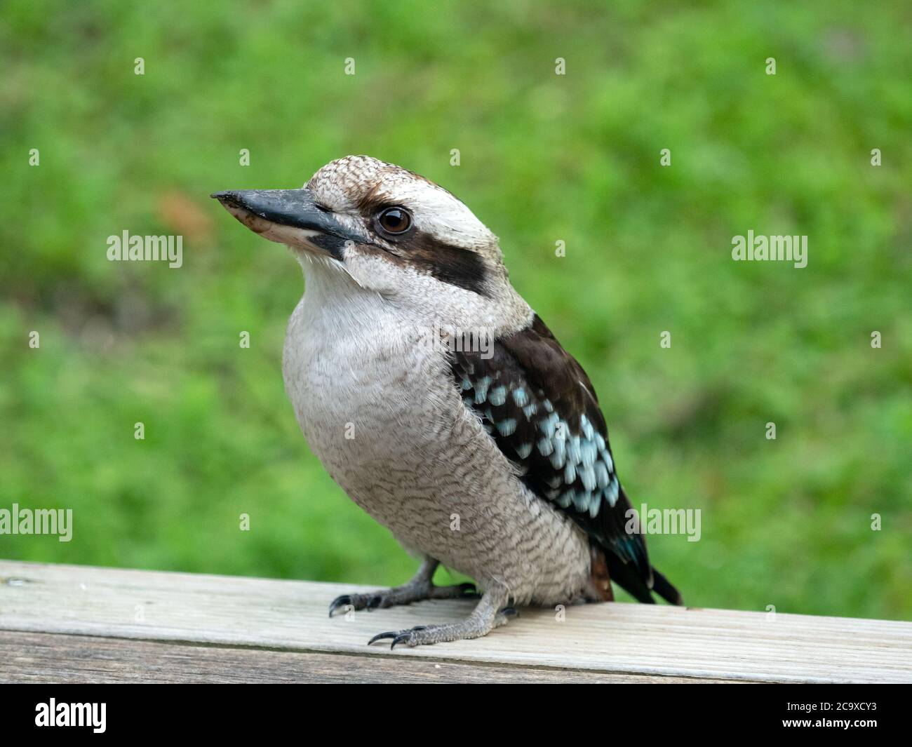 Wild Kookaburra, Australien Stockfoto