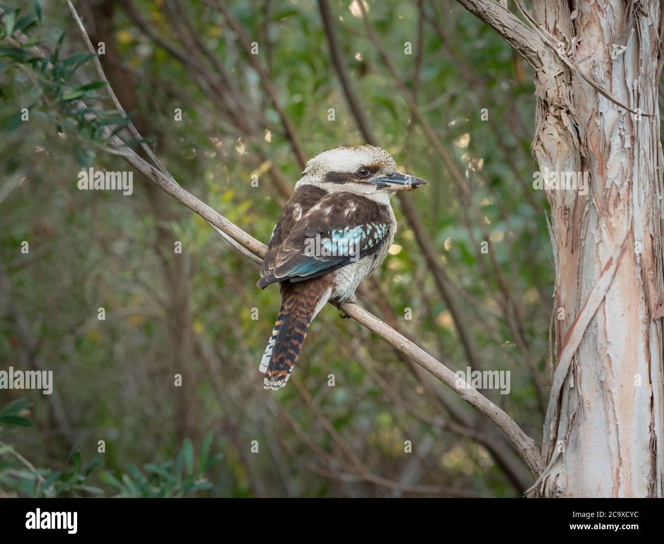 Wild Kookaburra, Australien Stockfoto