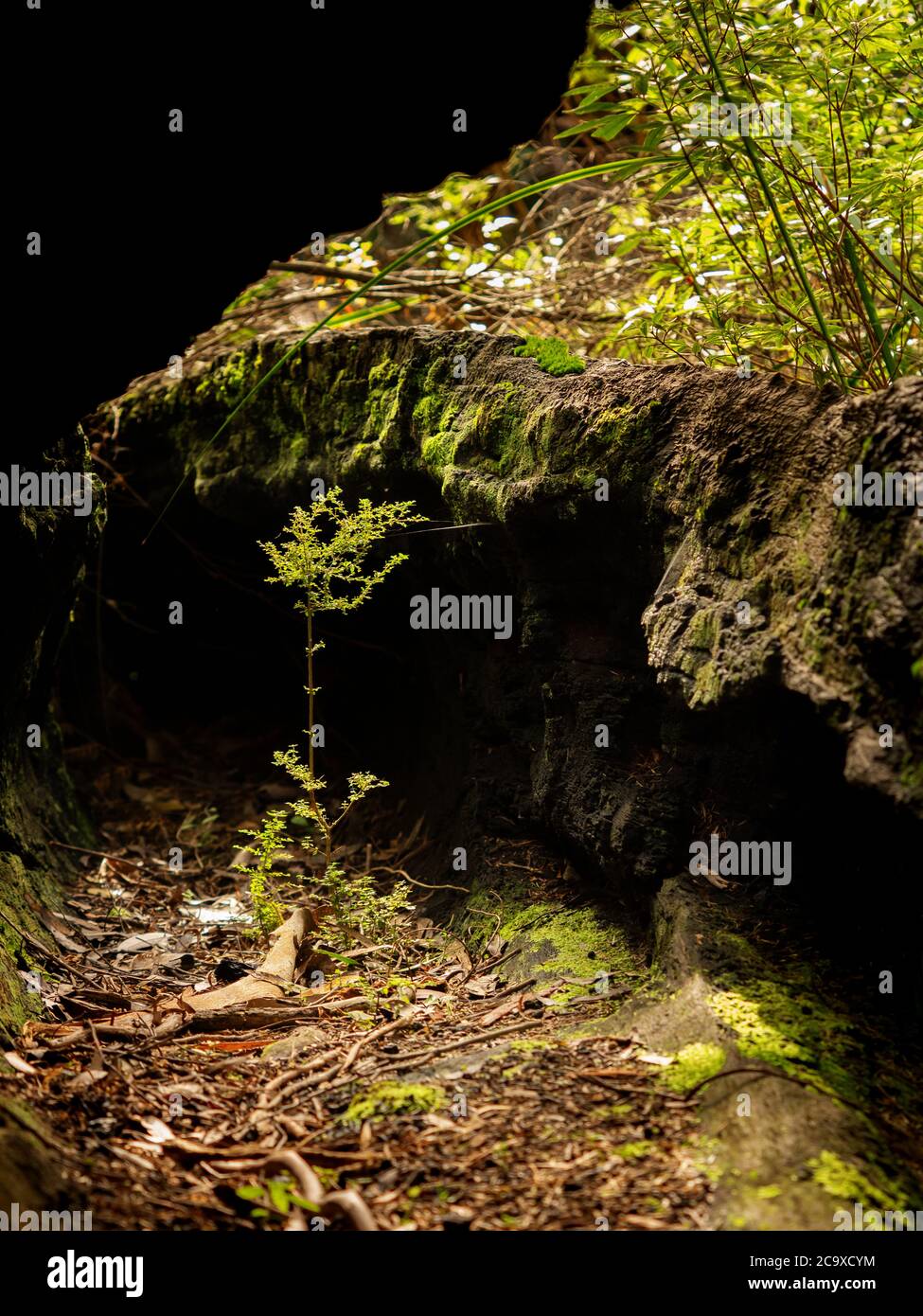 Neues Pflanzenwachstum, durch Sonnenlicht hervorgehoben, in den verfaulenden Resten eines Waldriesen Stockfoto